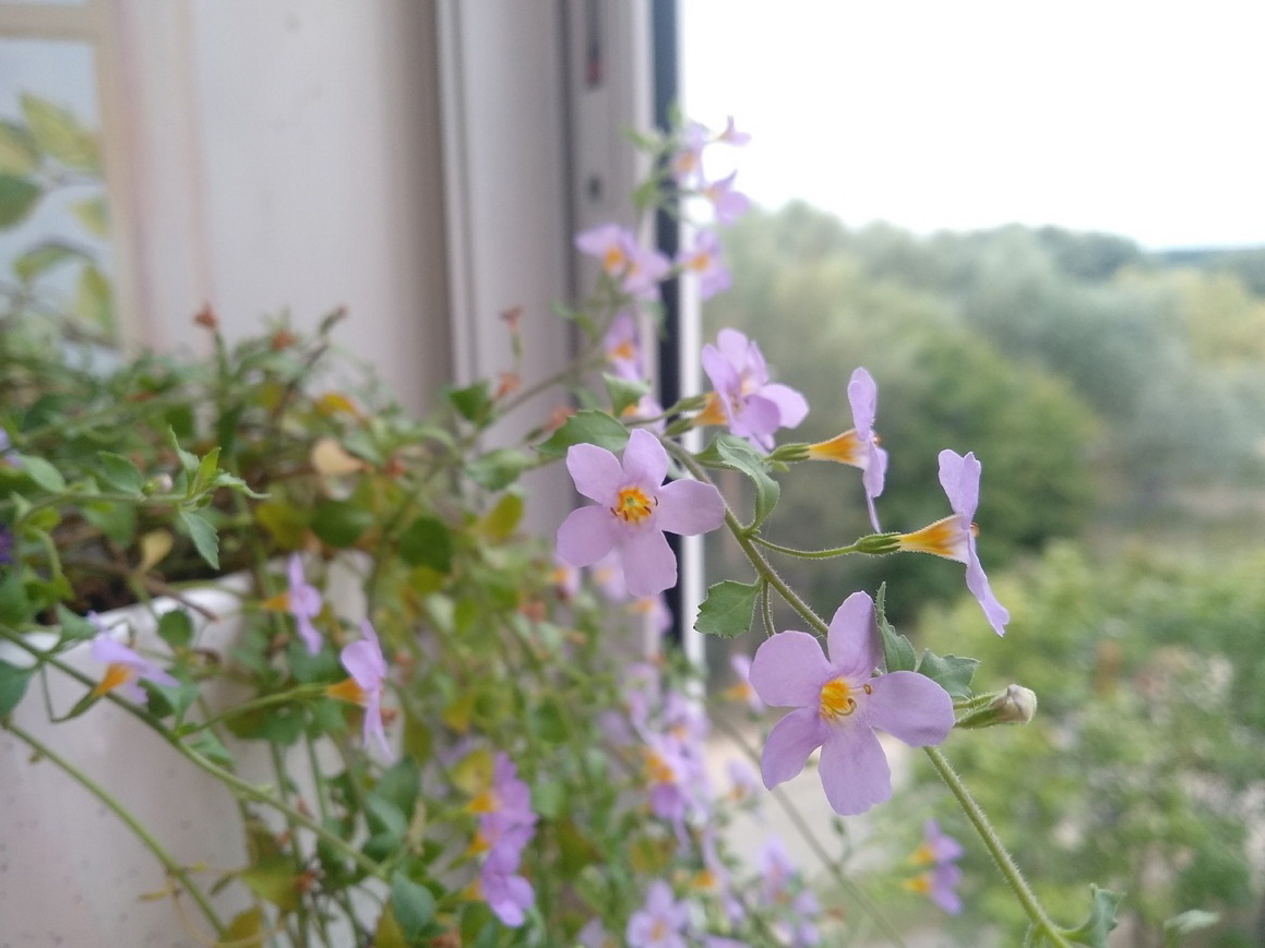 Бакопа «Василиса» и прекрасные виды за окном