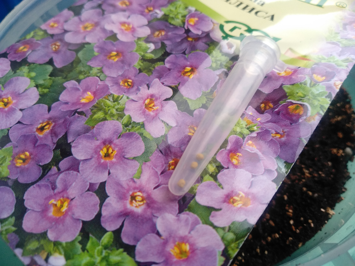 Посев бакопы 2 февраля 2024 года