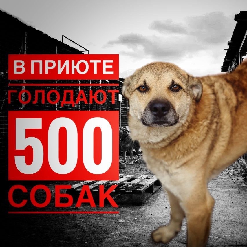 Они сидят абсолютно ГОЛОДНЫЕ! День стольника