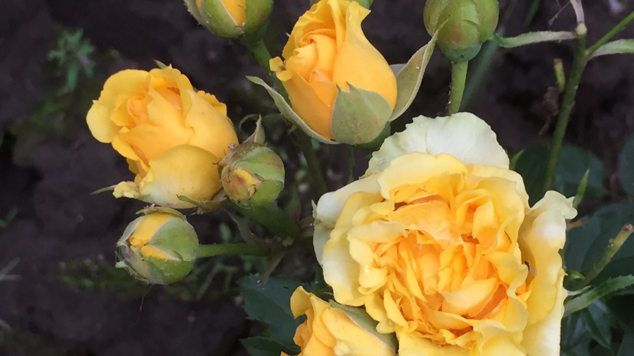 скриншот автора канала