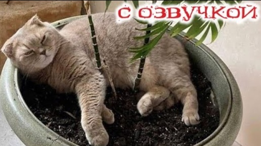 Смешная Озвучка Животных 🐱 Смешные Кошки и Собаки 🐱 Смех До Слез 🐱 🐕 Самые Смешные Животные 2023-2024 🦧