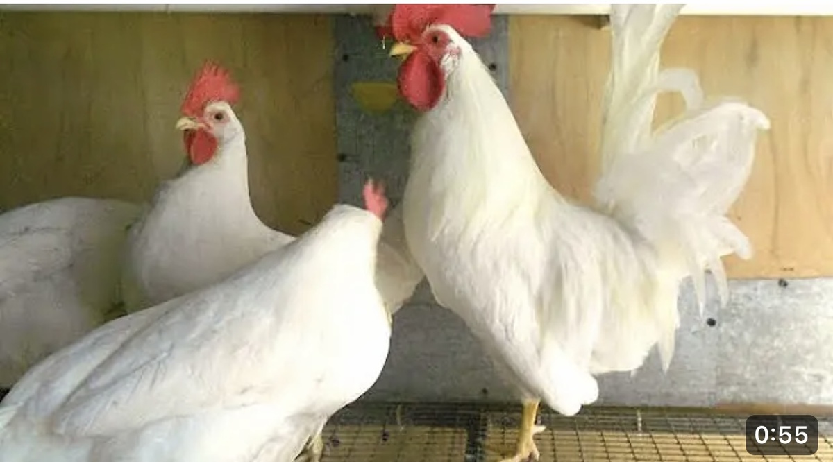 Порода хайсекс уайт. Леггорн в 33. Сколько несется курица леггорн. Белый леггорн стандарт порода. Куры несушки леггорн.
