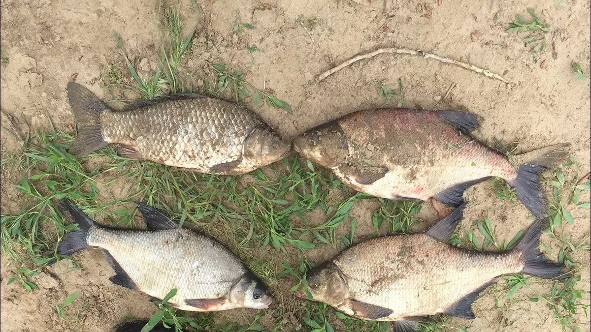 Оптимальная длина поводка обычно составляет от 20 до 50 сантиметров, в зависимости от вида рыбы и условий водоема.