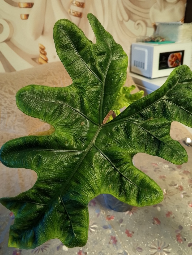 Лист Жаклин вблизи