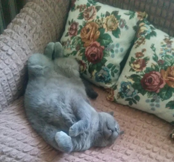 Поспать надо после вкусного обеда. 