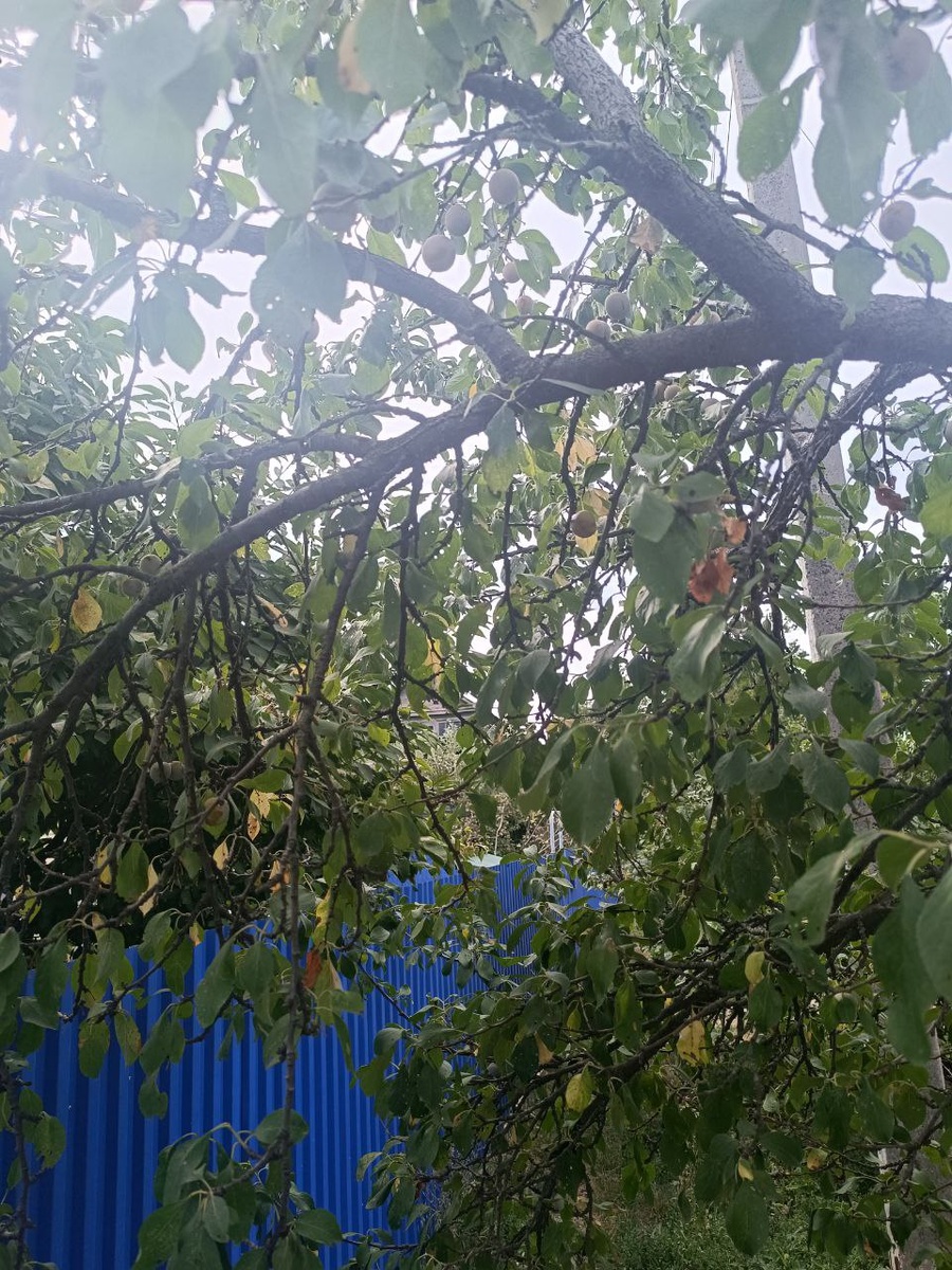 Медовая слива на Кубани заменит любой кондитерский магазин