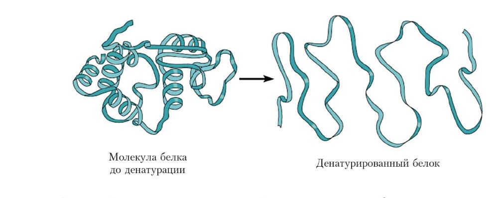 Это - картинка из учебника биологии, за 9 класс👆
