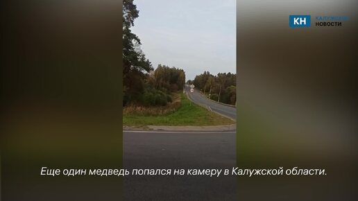 В Калужской области заметили еще одного медведя