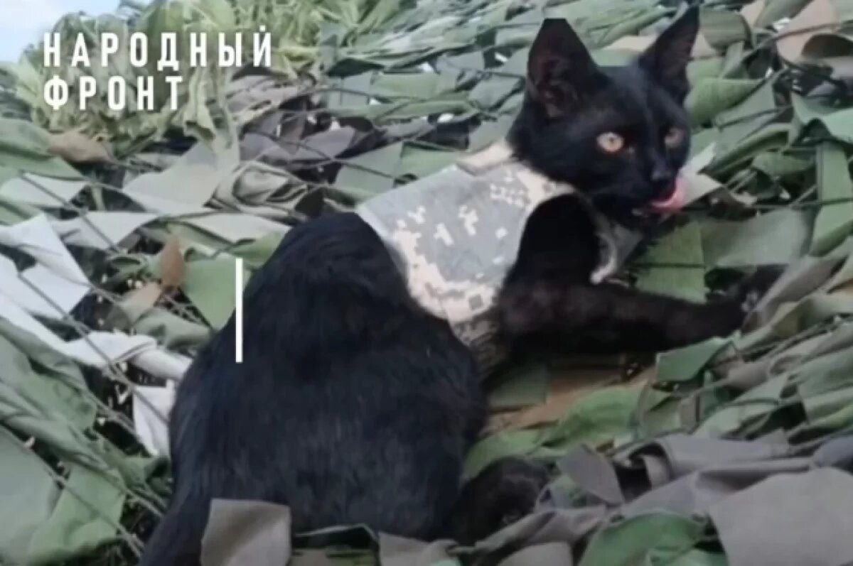    Кот Дизель, живущий в зоне СВО, получил из Челябинска свой бронежилет