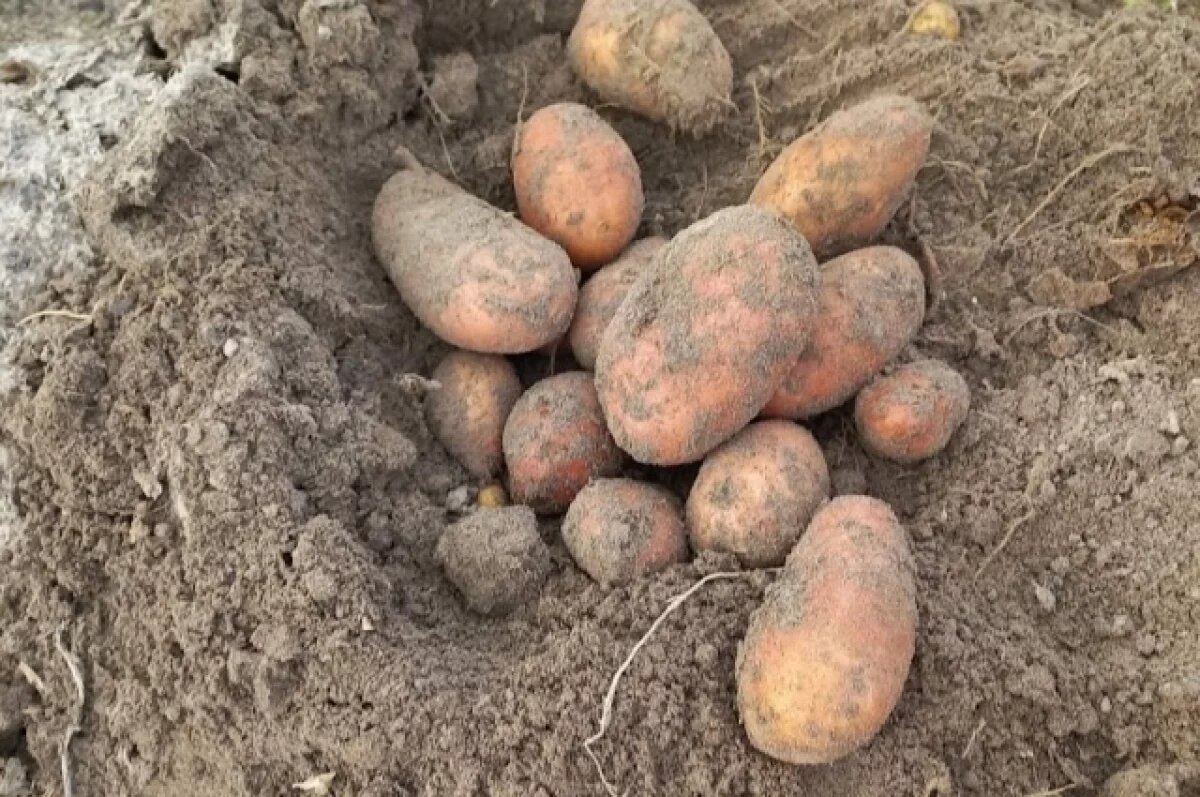   Агроном Алексей Мармулев рассказал, когда копать и как хранить картошку
