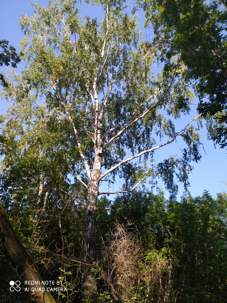 Сделала фото когда возвращалась с перевязки. Скоро осень, эх. 