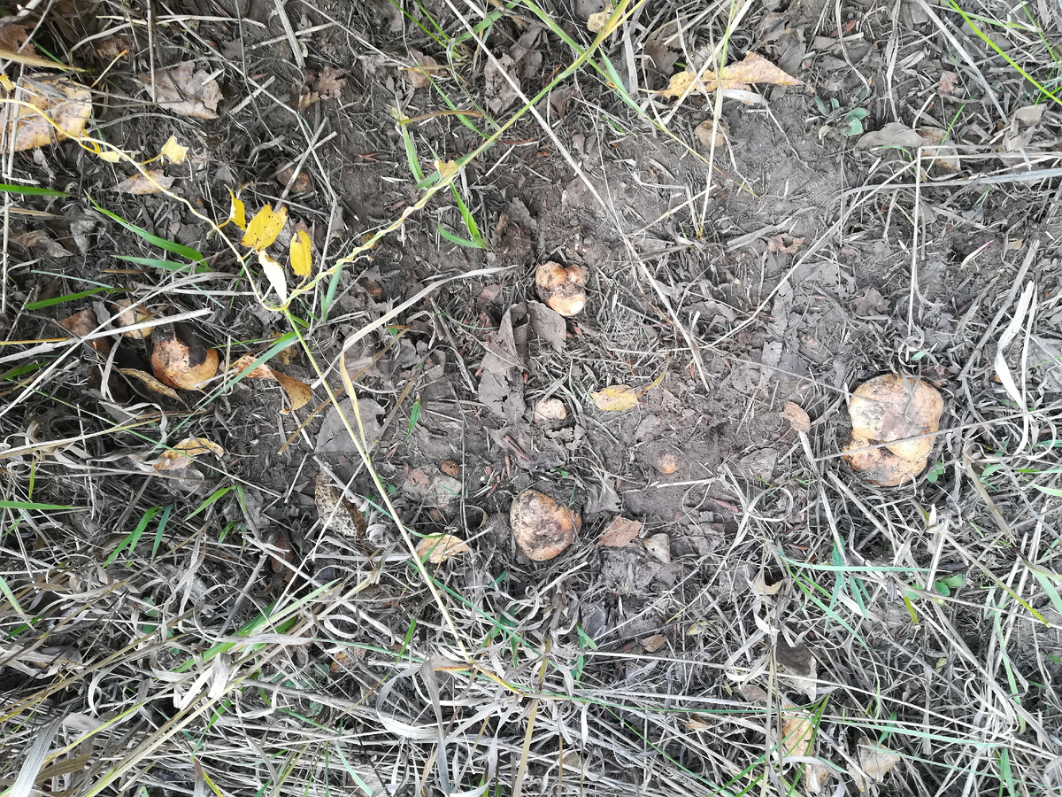 Плоды финиковой пальмы. Самое большое дерево секвойя. Полезное растение подорожник. Где находятся тропические леса. Секвойя дерево высота.