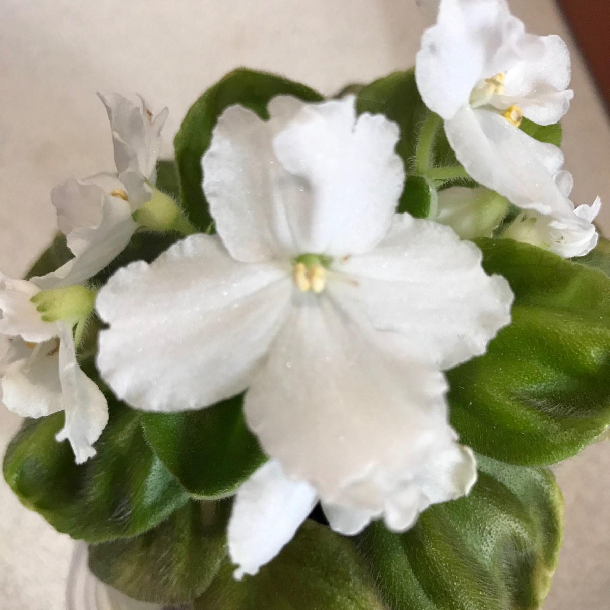 OS-Джунгарик, коллекция Лозовой Ирины