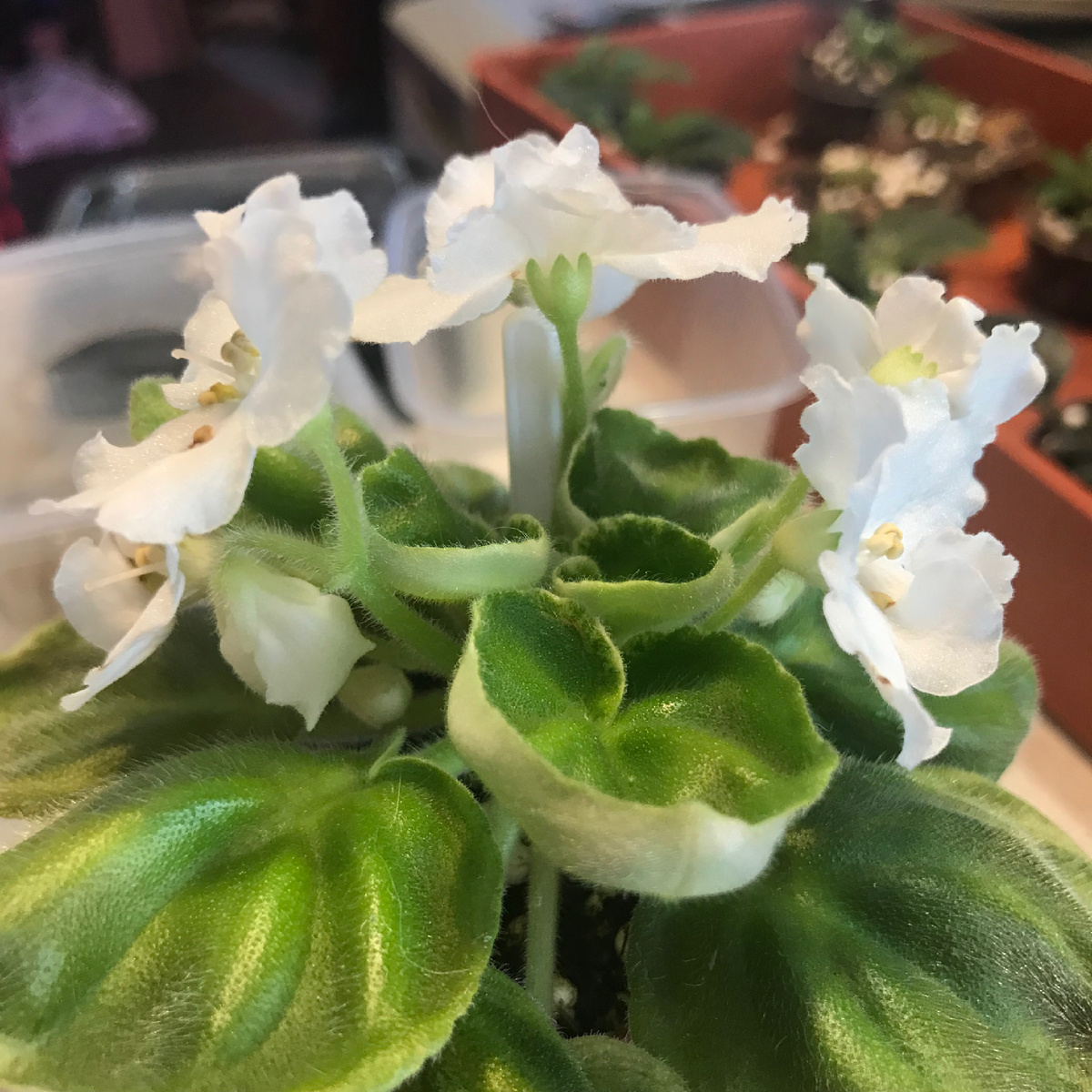 OS-Джунгарик, коллекция Лозовой Ирины