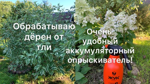 ОБРАБАТЫВАЮ ДЁРЕН ОТ ТЛИ. Супер удобный аккумуляторный опрыскиватель!