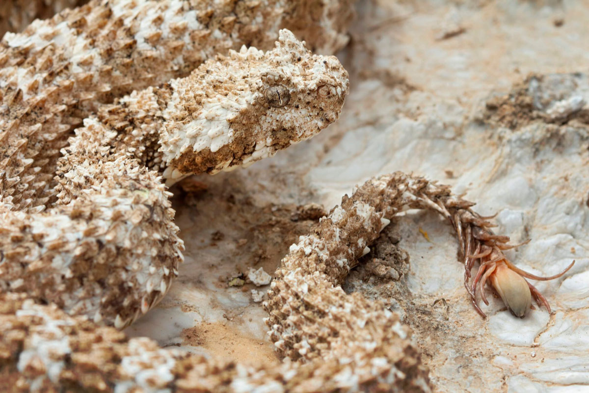 Pseudocerastes urarachnoides