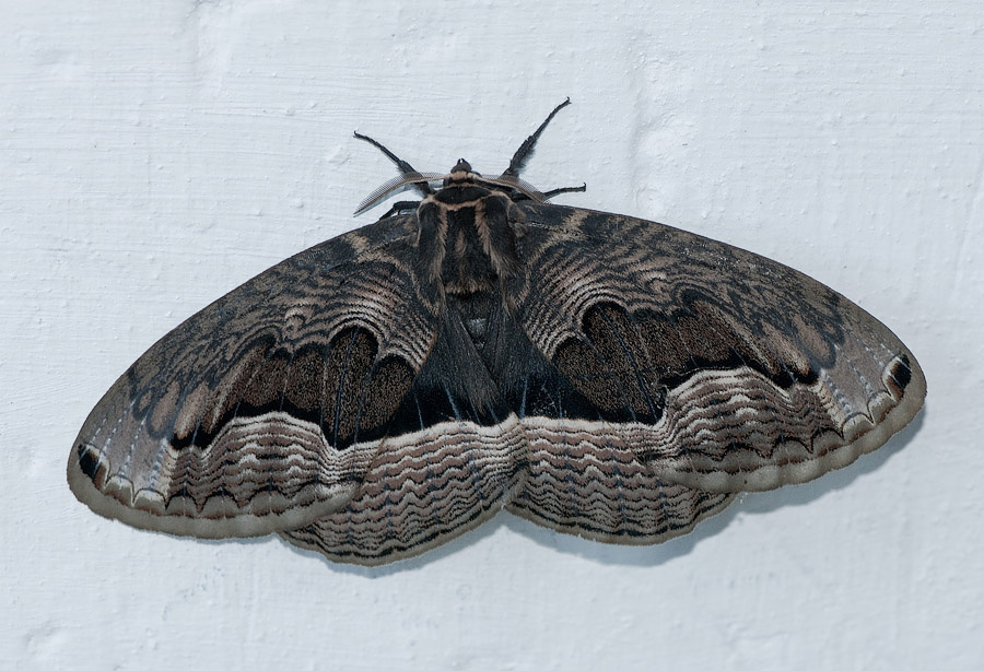 Бабочки дальневосточная брамея