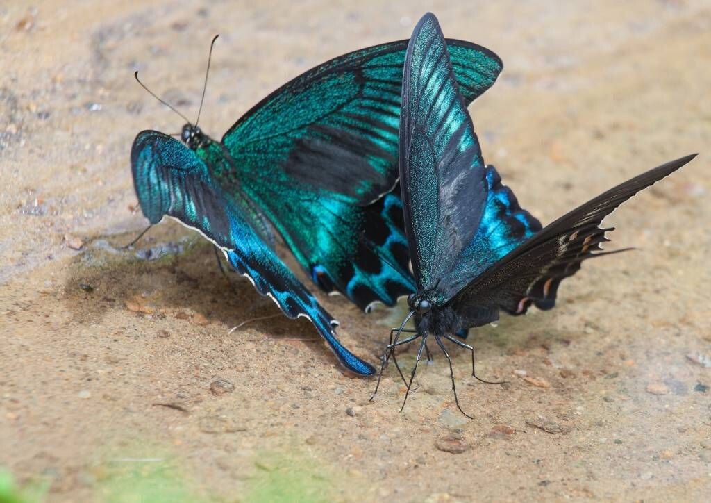 Парусник Маака