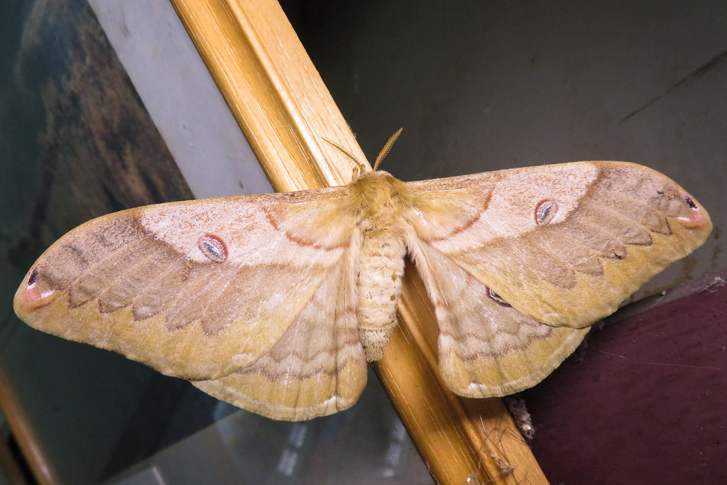 Японская дубовая павлиноглазка