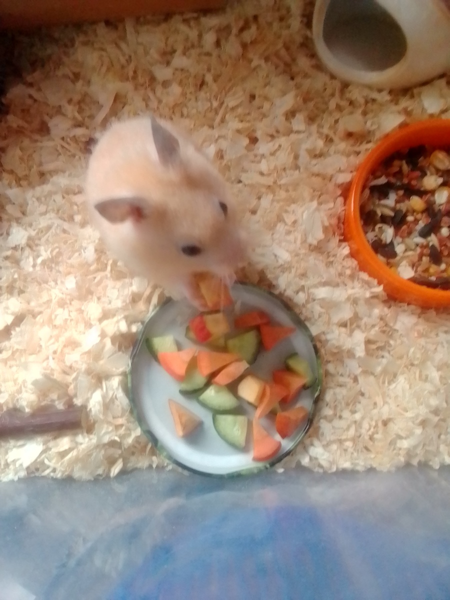 Линд. Фото плохое, он не любит фоткаться)