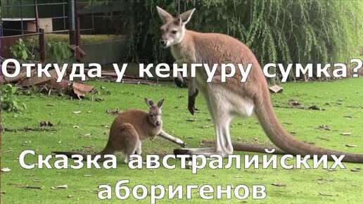 Откуда у кенгуру сумка?