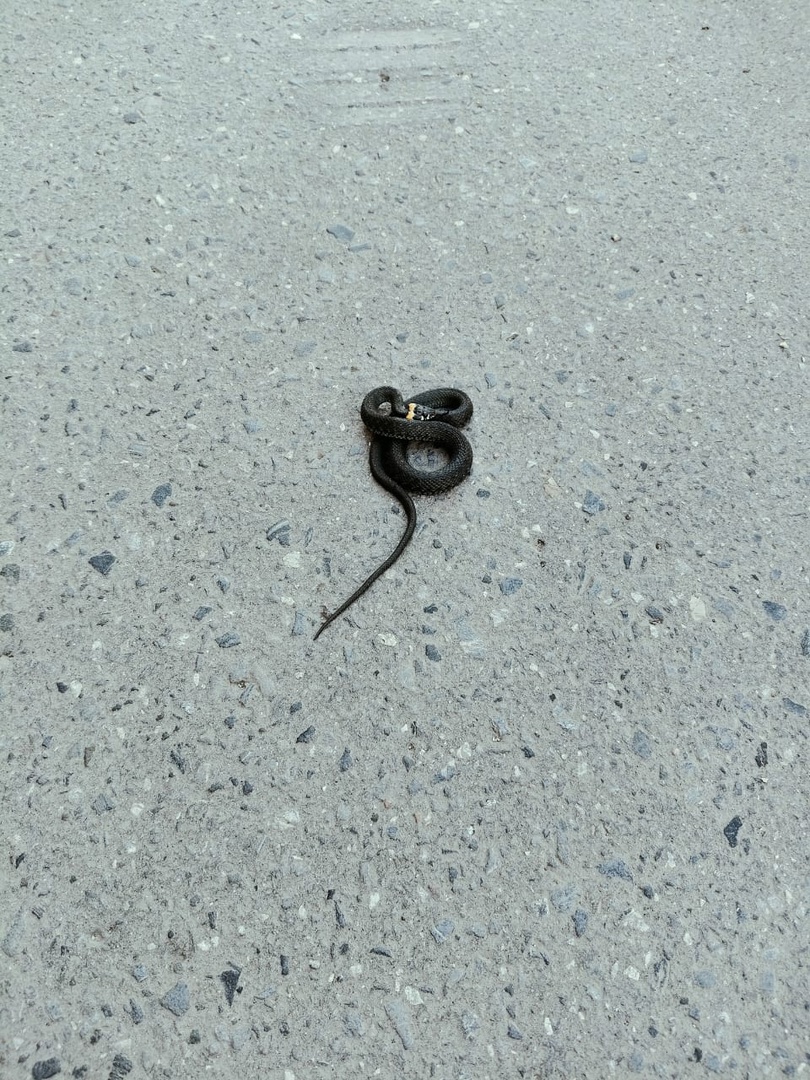 А это дорога, по которой ездят машины