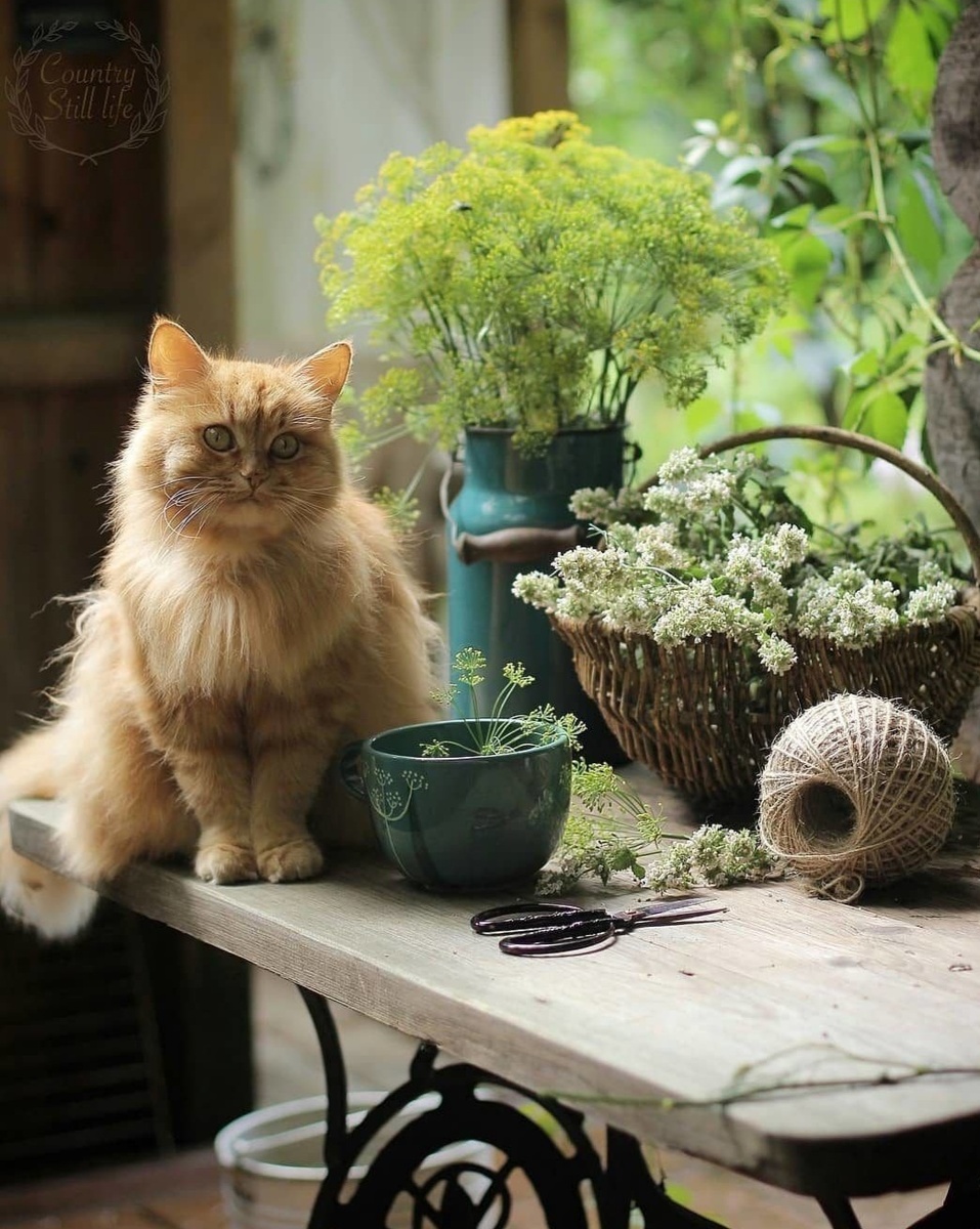 Янлекс картинки