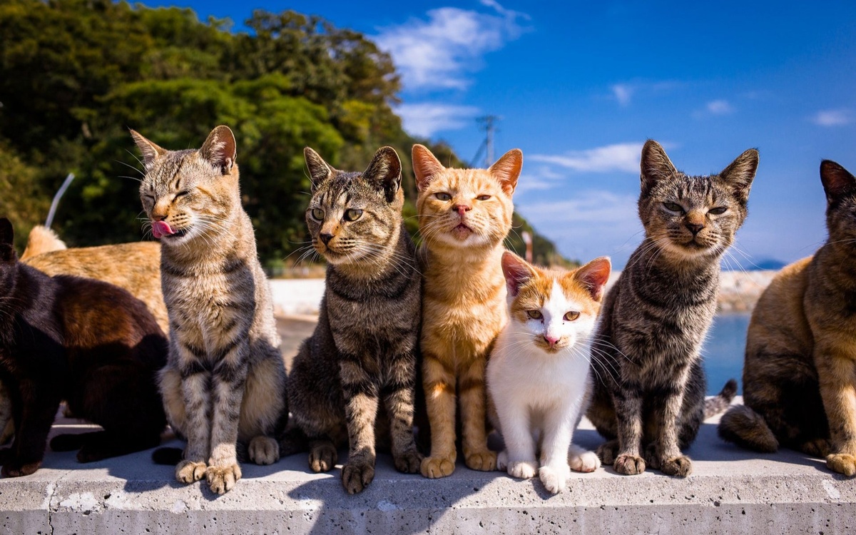 Кошки на острове Аошима