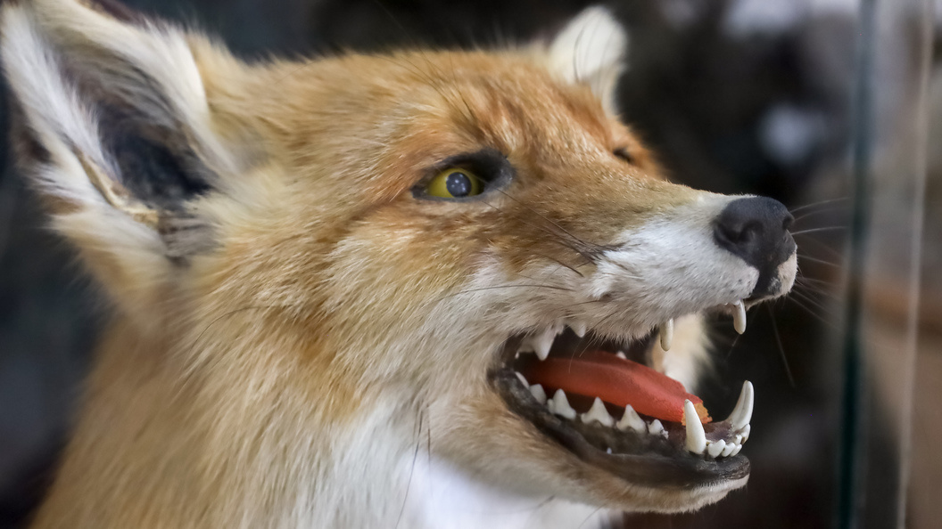    Фото: Elena Mayorova/Global Look Press