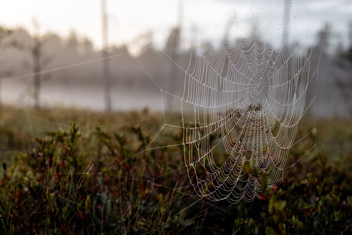    В Югре ожидается очередное нашествие гнуса