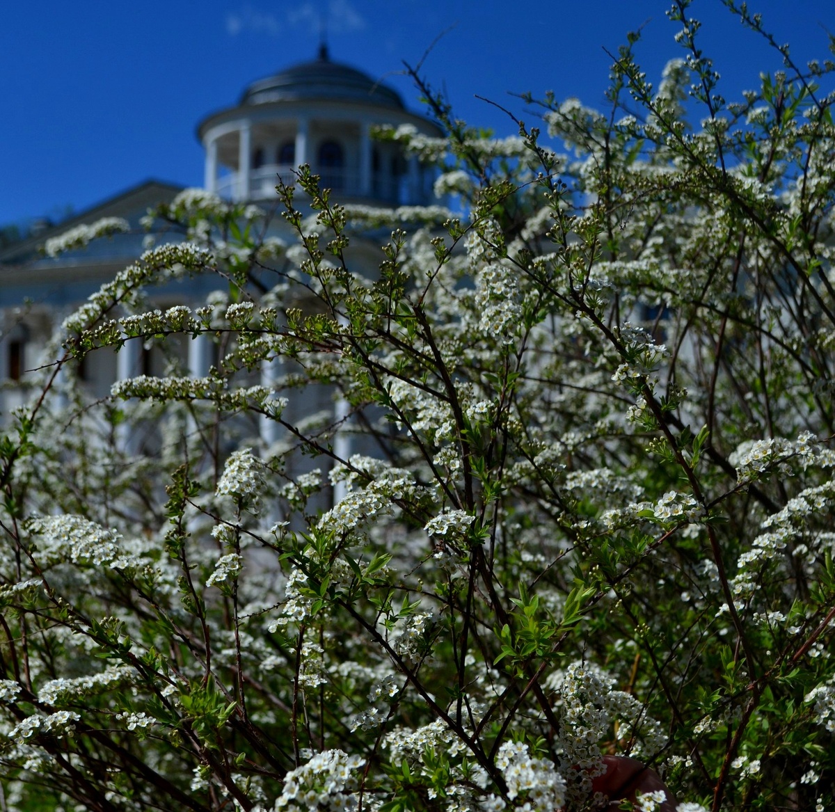 Усадьба "Остафьево ", май 2024 г, фото автора 