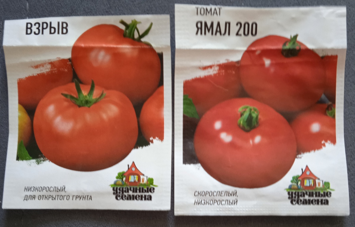 Подопытные, выращенные самостоятельно. Сорта "Взрыв" и "Ямал-200".