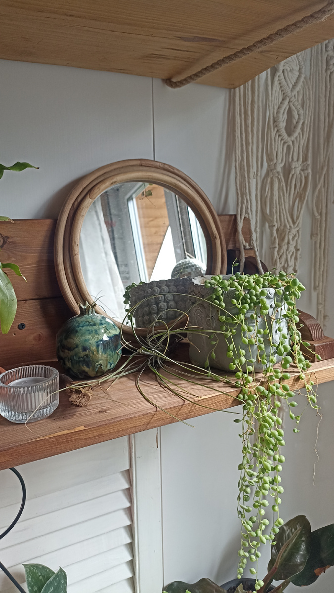 Крестовник и тиландсия