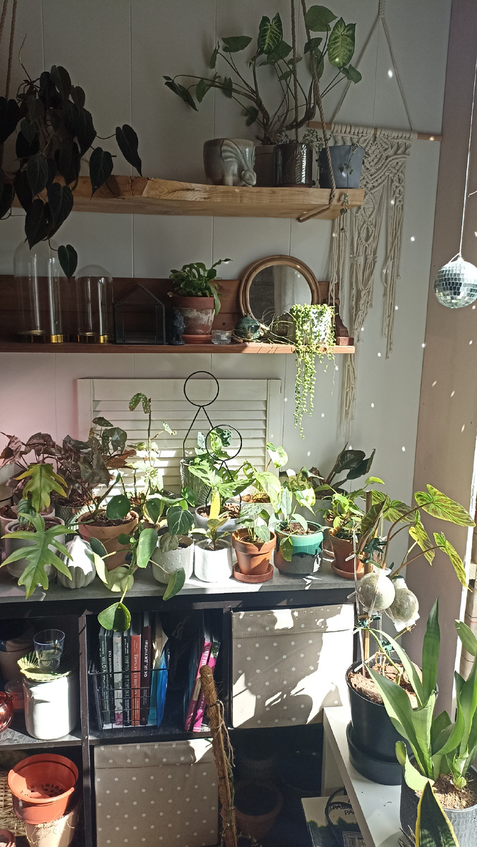 Обустраивают зеленый уголок в спальне