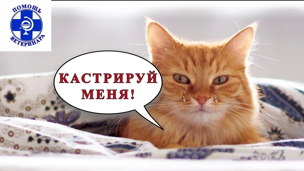 Постоянные течки без кота — это страдания для кошки.
