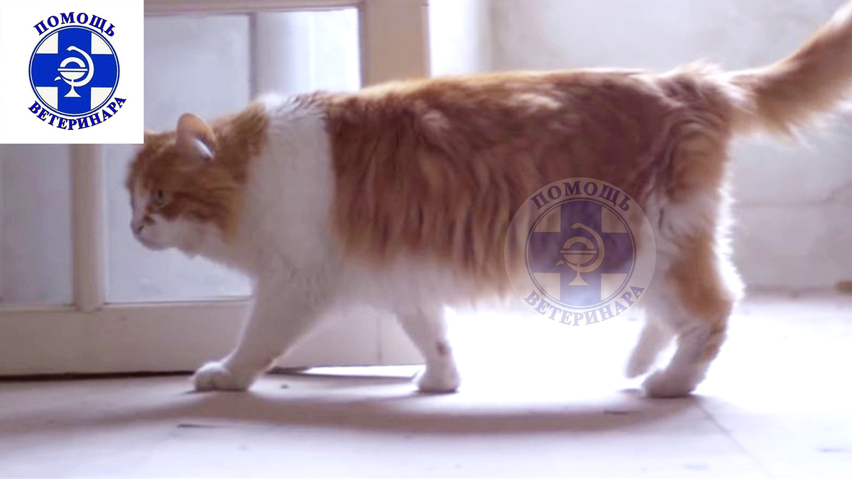 Капли для подавления течки вызывают изменения в поведении.