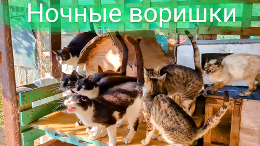 Коты-воришки и корм для Геры