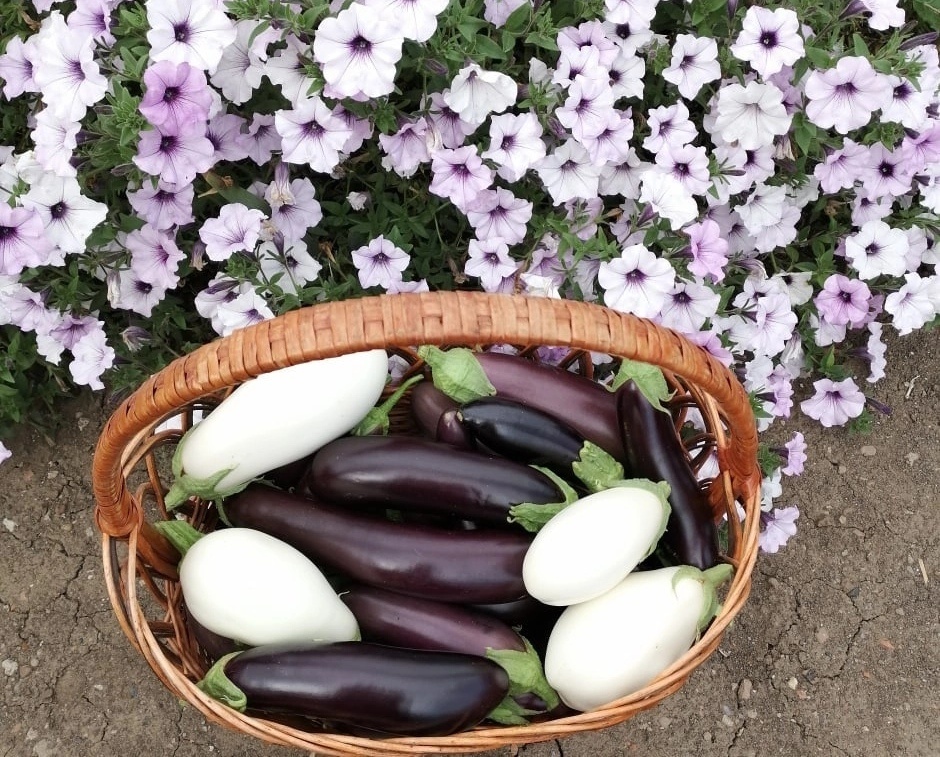 Сбор баклажанов. 