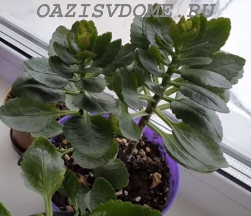 На фото Каланхоэ в горшке растет, но не цветет