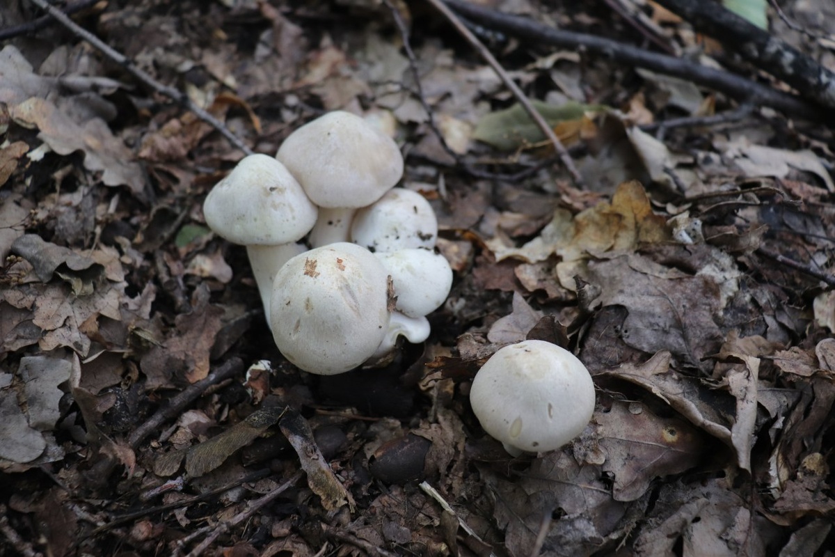 Энтолома ядовитая (Entoloma sinuatum)