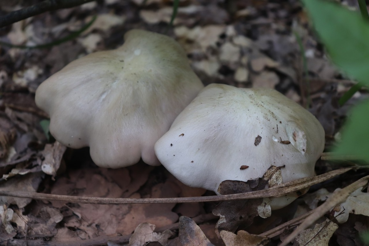 Энтолома ядовитая (Entoloma sinuatum)