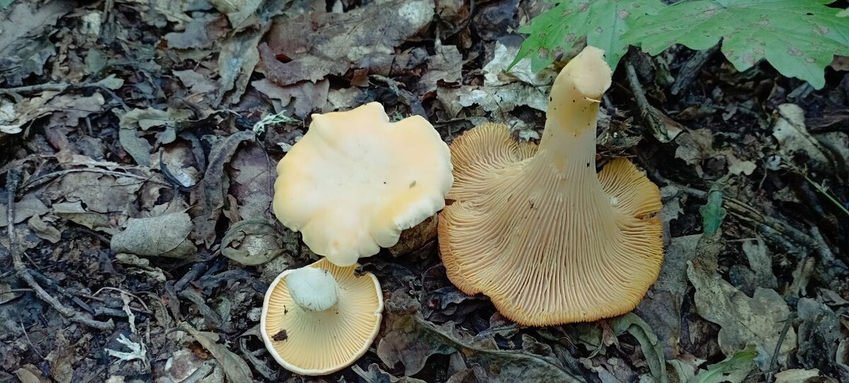 Лисичка бледная Cantharellus pallens