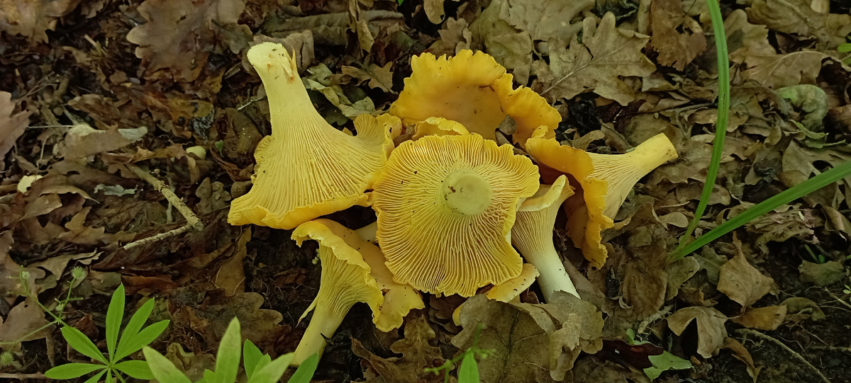 Лисичка бледная Cantharellus pallens