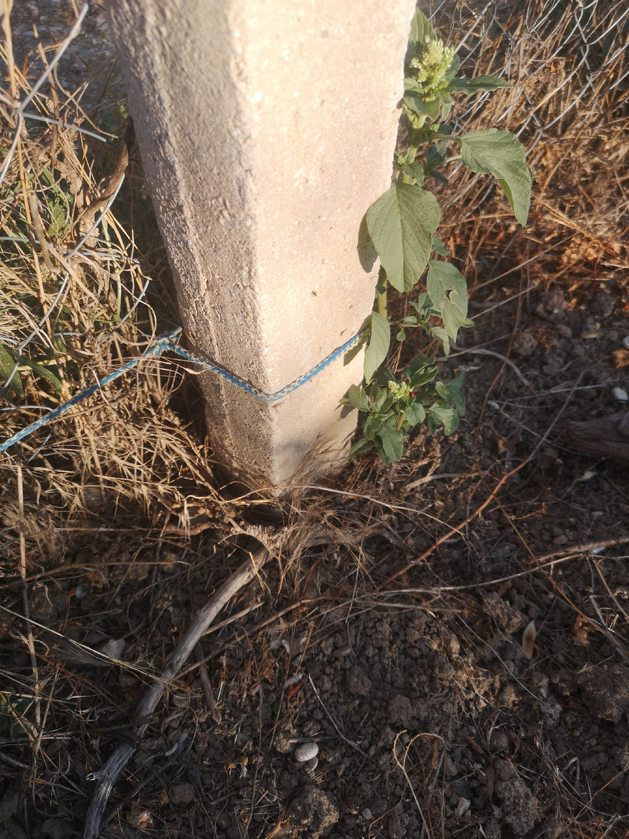 У меня таких колов усталовнено сколько не знаю, но на длину примерно 70м