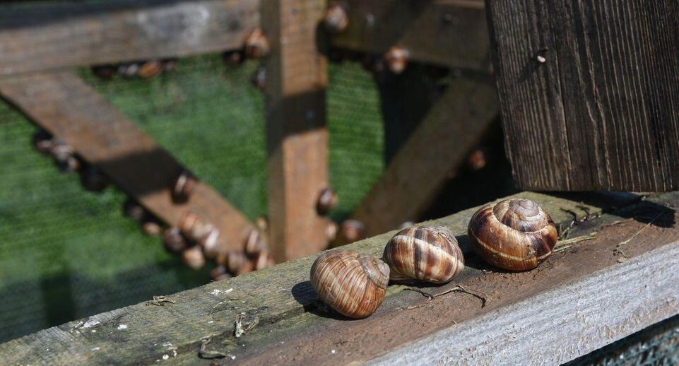    медиасток.рф