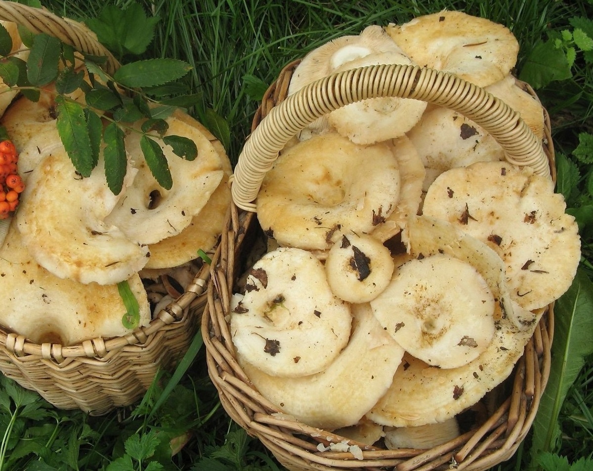 Груздь настоящий — гриб осени.