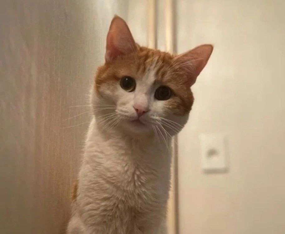 кот твикс