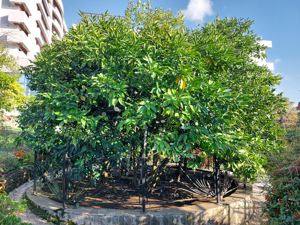 Уникальное Дерево дружбы