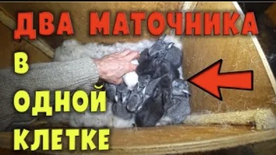 Два маточника, две крольчихи в ОДНОЙ клетке! Что получится_