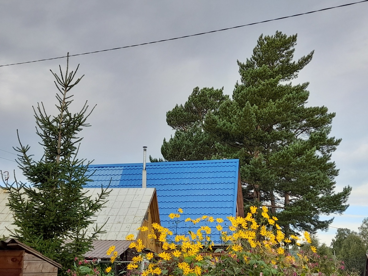Фото автора. В семь утра на даче